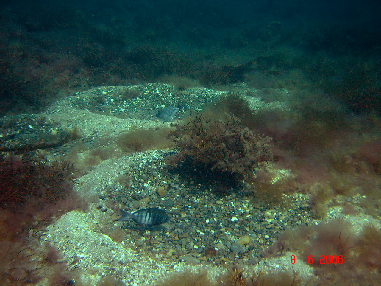 Black Bream Nests
